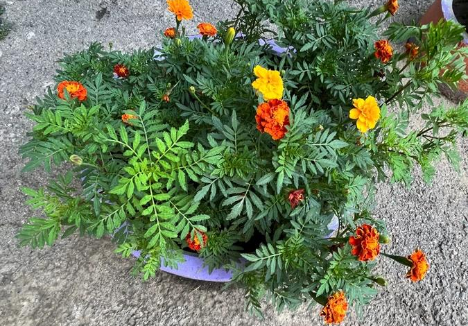 3-комнатная квартира, 70 м², 5/9 этаж, мкр Таугуль 11